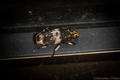 Basitropis relicta