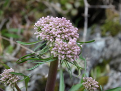Valeriana italica