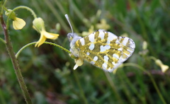 Euchloe ausonia