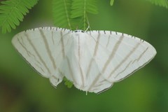 Urapteroides astheniata