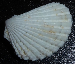 Lima paucicostata