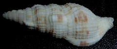 Colubraria muricata