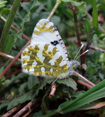 Euchloe ausonia
