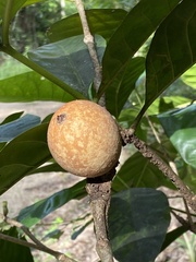 Atractocarpus sessilis