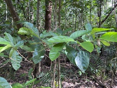 Atractocarpus sessilis