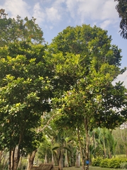 Syzygium aromaticum
