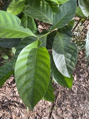 Atractocarpus sessilis