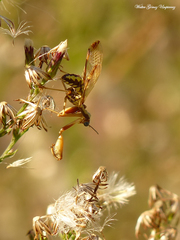 Paramantispa prolixa