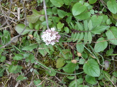 Valeriana italica