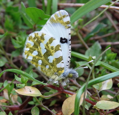 Euchloe ausonia