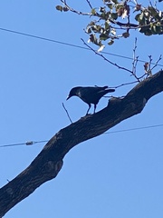 Corvus brachyrhynchos