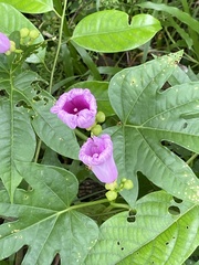 Ipomoea mauritiana