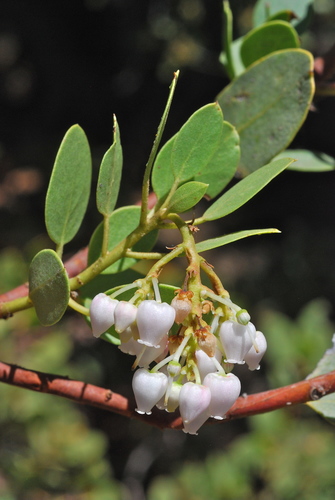 Arctostaphylos parryana ssp. tumescens