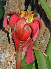 Canistrum cyathiforme