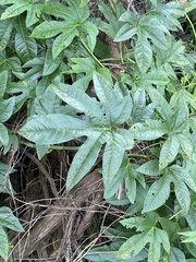Ipomoea mauritiana