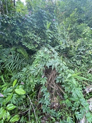 Ipomoea mauritiana