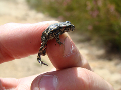Capensibufo tradouwi