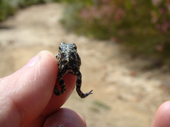 Capensibufo tradouwi