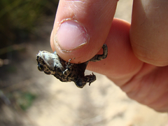 Capensibufo tradouwi