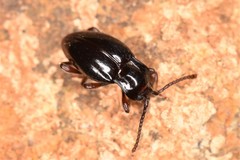 Lycoperdina bovistae