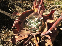 Echeveria rubromarginata