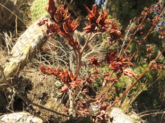 Echeveria rubromarginata