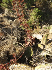 Echeveria rubromarginata