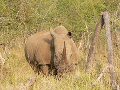 Ceratotherium simum