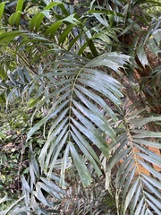 Hydriastele wendlandiana