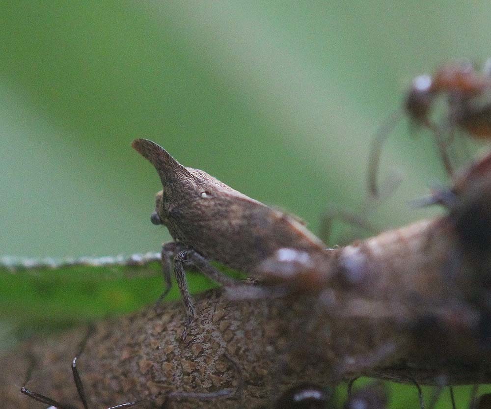 Hybandoides