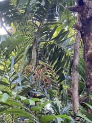 Hydriastele wendlandiana