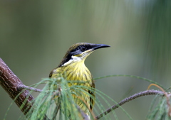 Gavicalis versicolor