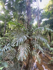 Hydriastele wendlandiana