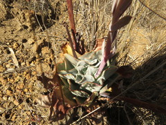 Echeveria rubromarginata