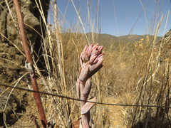Echeveria rubromarginata