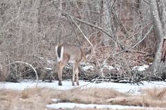 Odocoileus virginianus
