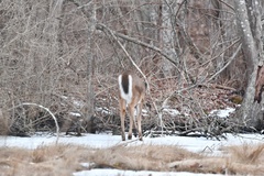 Odocoileus virginianus