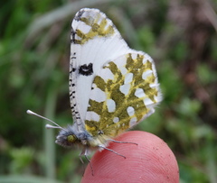 Euchloe ausonia
