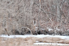 Odocoileus virginianus