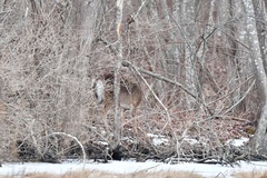 Odocoileus virginianus