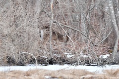 Odocoileus virginianus