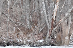 Odocoileus virginianus