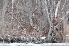 Odocoileus virginianus