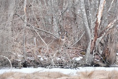 Odocoileus virginianus