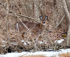 Odocoileus virginianus