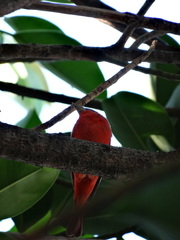 Piranga rubra