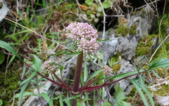 Valeriana italica