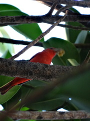 Piranga rubra