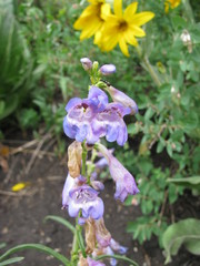 Penstemon comarrhenus