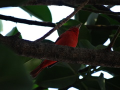 Piranga rubra